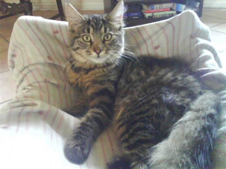 Norsk Skovkat Bamse ( Forsvundet) billede 2