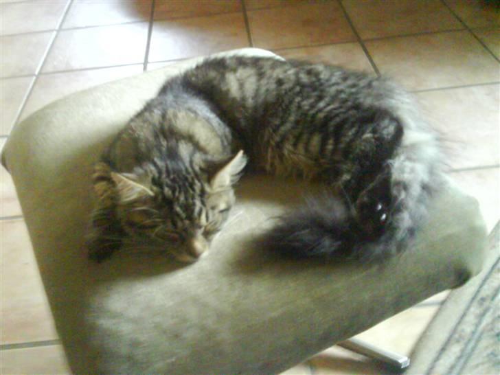 Norsk Skovkat Bamse ( Forsvundet) billede 3