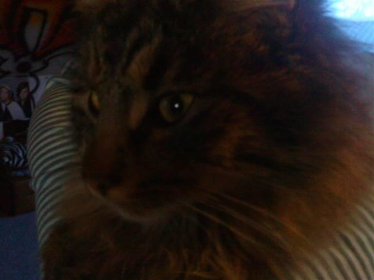 Norsk Skovkat Bamse ( Forsvundet) billede 4