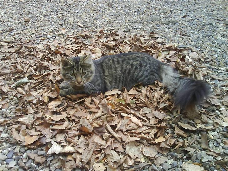 Norsk Skovkat Bamse ( Forsvundet) billede 5