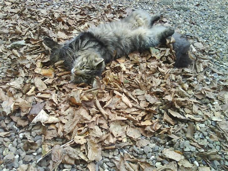 Norsk Skovkat Bamse ( Forsvundet) billede 6