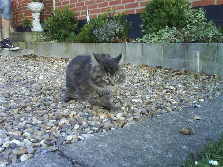 Norsk Skovkat Bamse ( Forsvundet) billede 7