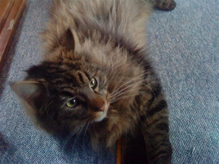 Norsk Skovkat Bamse ( Forsvundet) billede 8