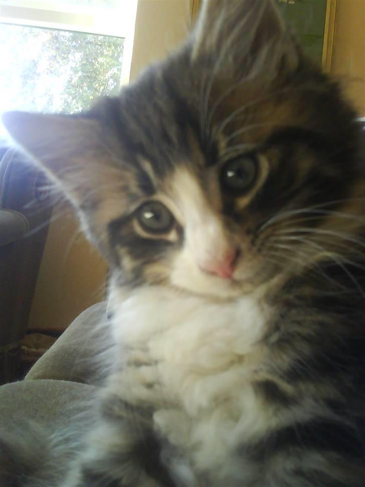 Norsk Skovkat Basse (Forsvundet) billede 1