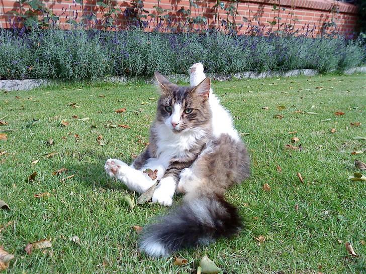 Norsk Skovkat Basse (Forsvundet) billede 4