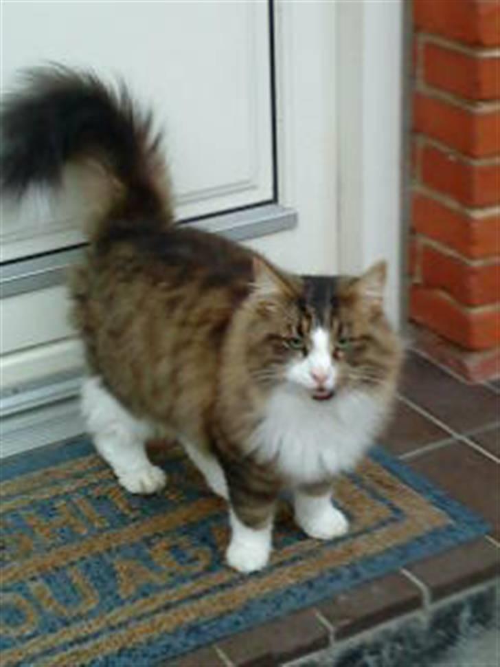 Norsk Skovkat Basse (Forsvundet) billede 5