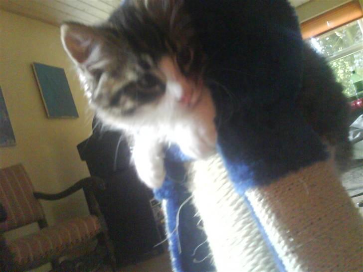 Norsk Skovkat Basse (Forsvundet) billede 6