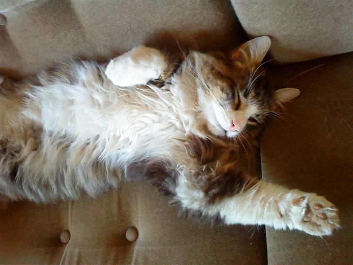 Norsk Skovkat Basse (Forsvundet) billede 7