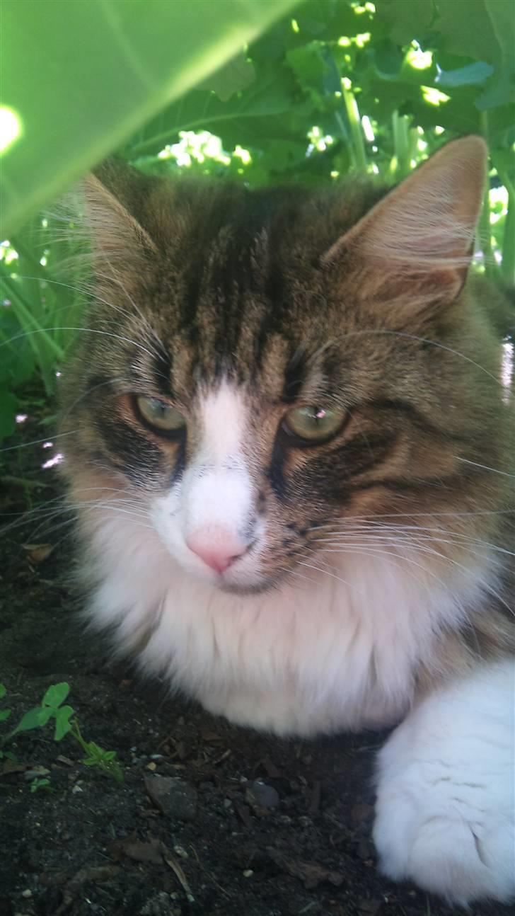 Norsk Skovkat Basse (Forsvundet) billede 8