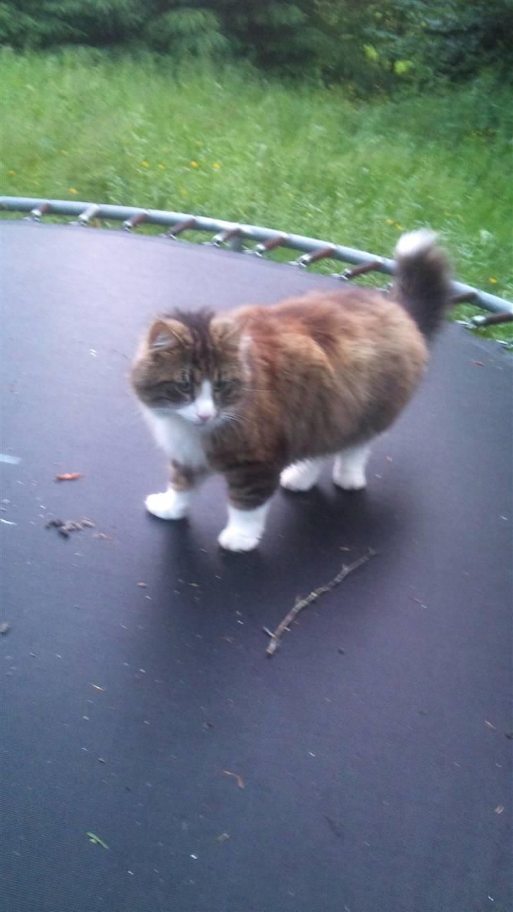 Norsk Skovkat Basse (Forsvundet) billede 9