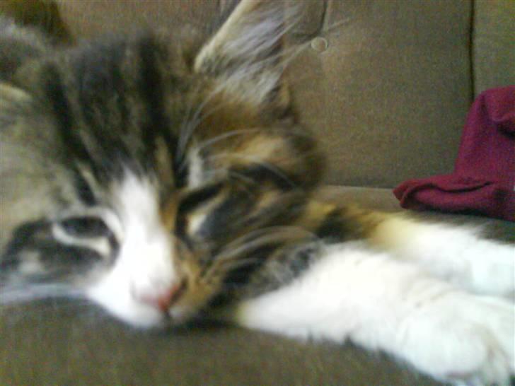 Norsk Skovkat Basse (Forsvundet) billede 10