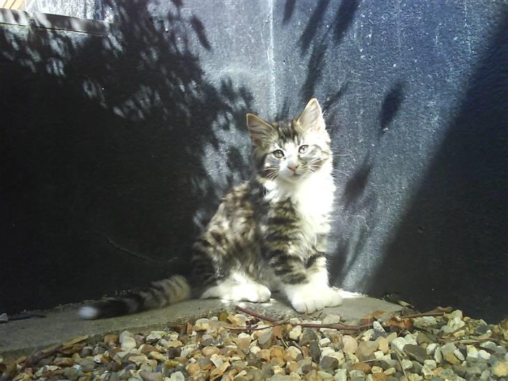 Norsk Skovkat Basse (Forsvundet) billede 11