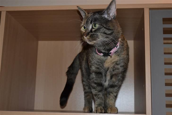 Huskat Grethe billede 1