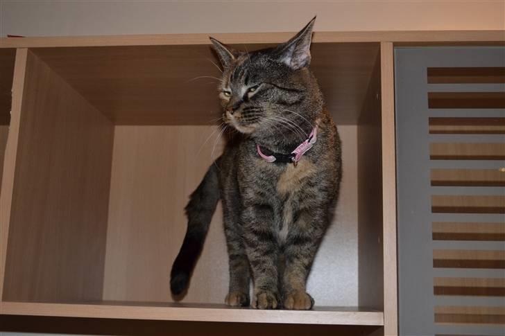 Huskat Grethe billede 2