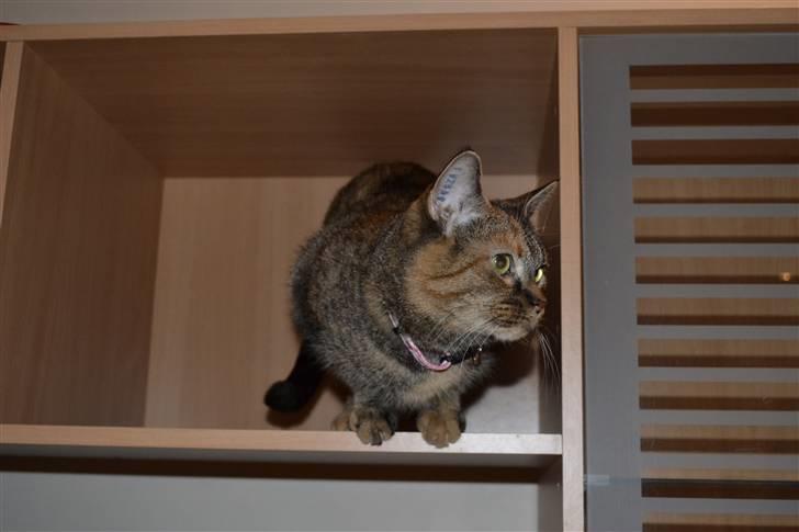 Huskat Grethe billede 3