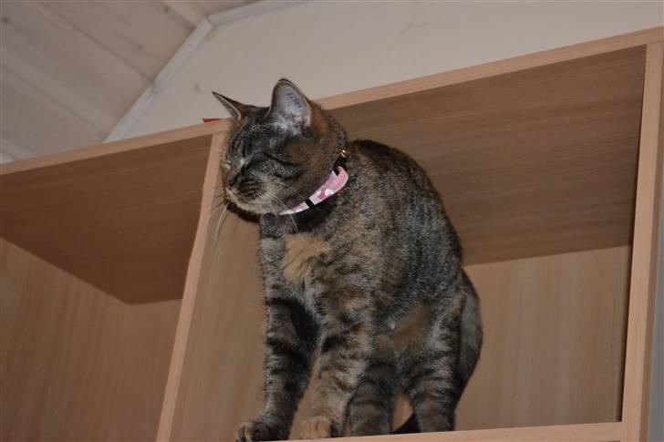 Huskat Grethe billede 4