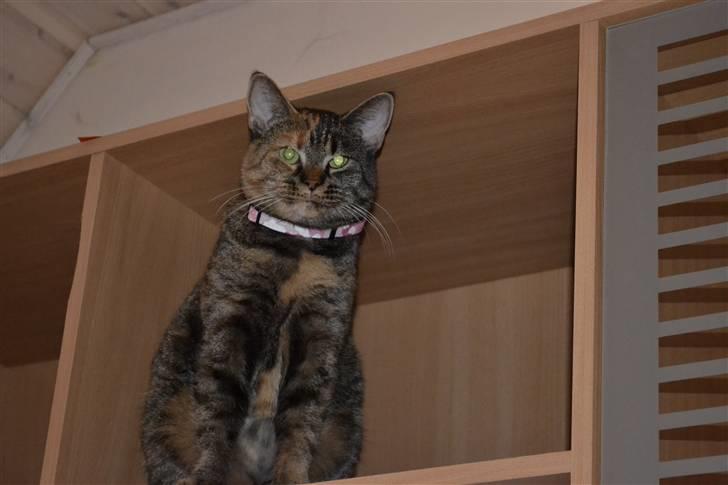 Huskat Grethe billede 5