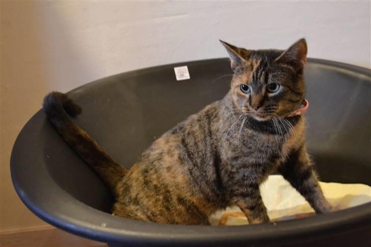 Huskat Grethe billede 6