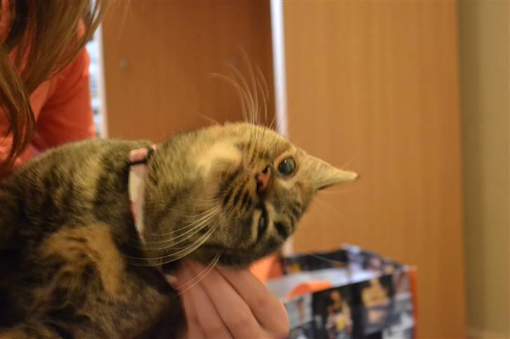 Huskat Grethe billede 8