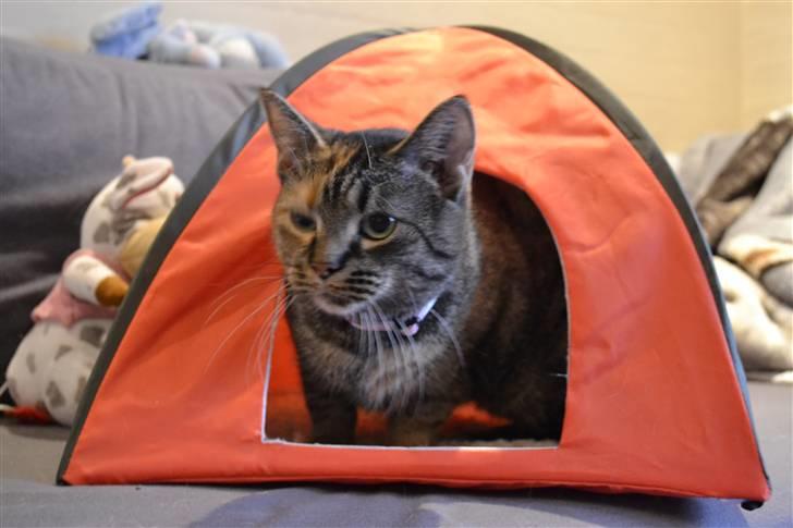 Huskat Grethe - I teltet ;*  billede 9