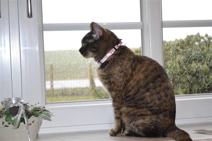 Huskat Grethe - Kigger da lige ud af vinduet ;* billede 10