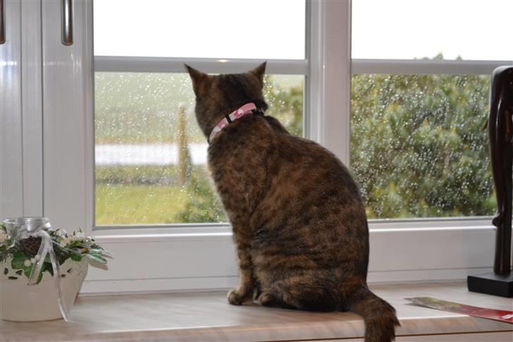 Huskat Grethe billede 11