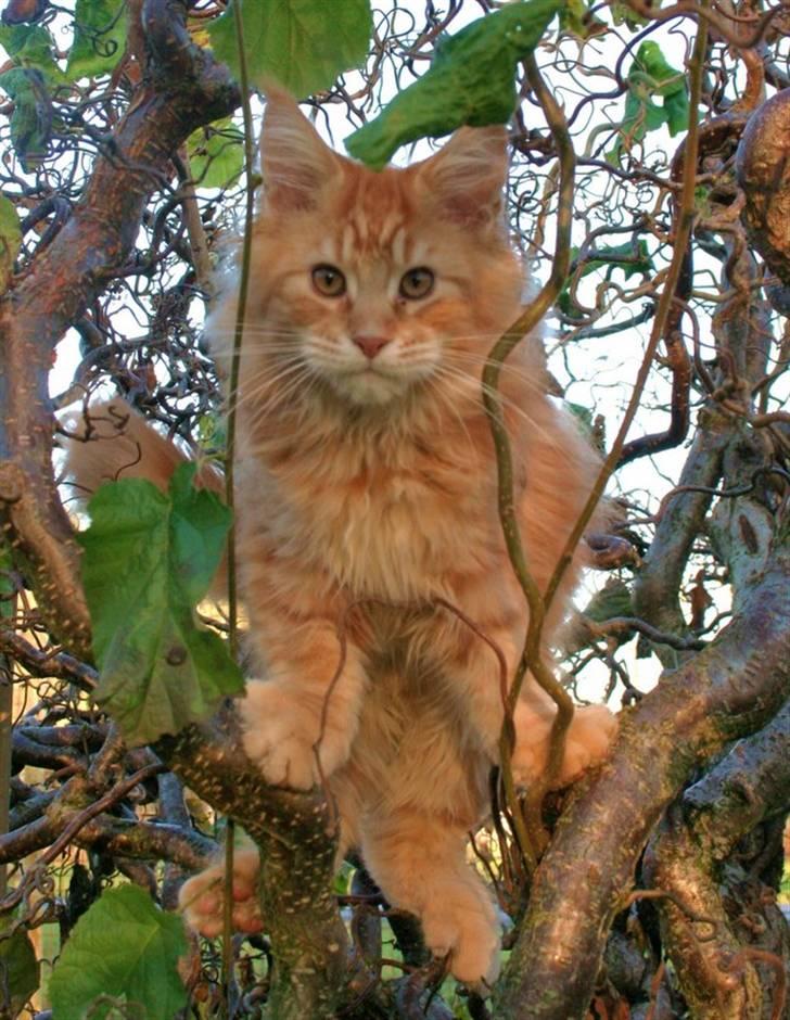 Maine Coon Lyngkattens Savage Island - Her er så Savage billede 1