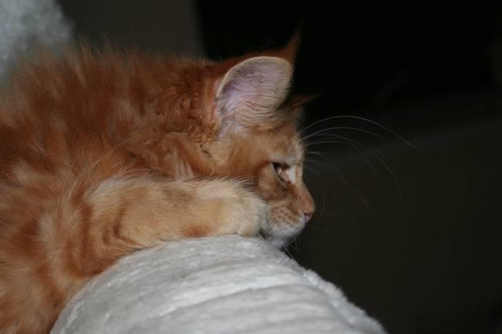 Maine Coon Lyngkattens Savage Island billede 2