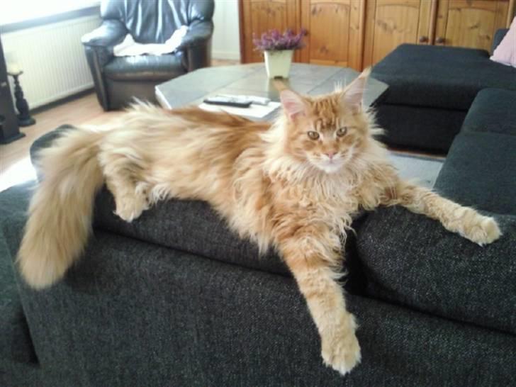 Maine Coon Lyngkattens Savage Island billede 4