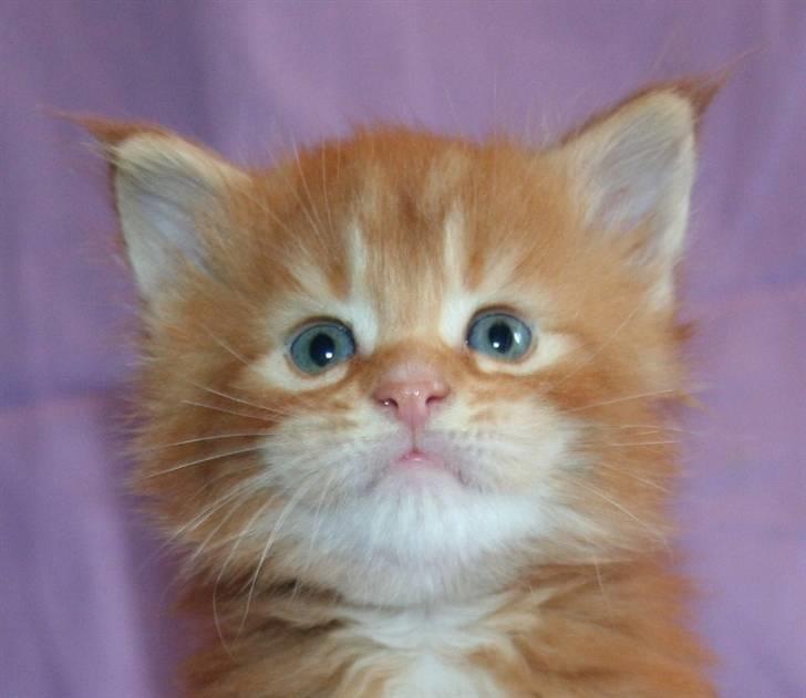 Maine Coon Lyngkattens Savage Island - 4 uger billede 5