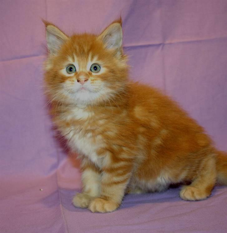 Maine Coon Lyngkattens Savage Island - 8 uger billede 6