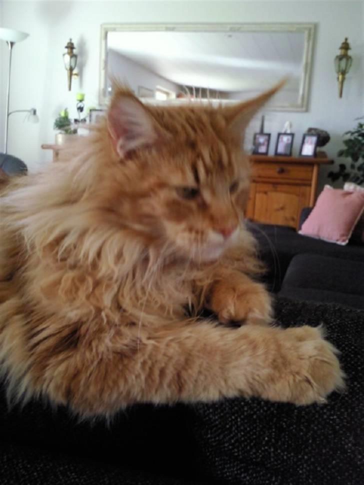 Maine Coon Lyngkattens Savage Island - Nu er han blevet 8 mdr. billede 7