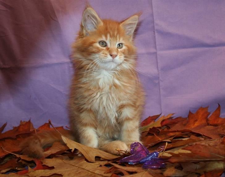 Maine Coon Lyngkattens Savage Island - 11 uger billede 8