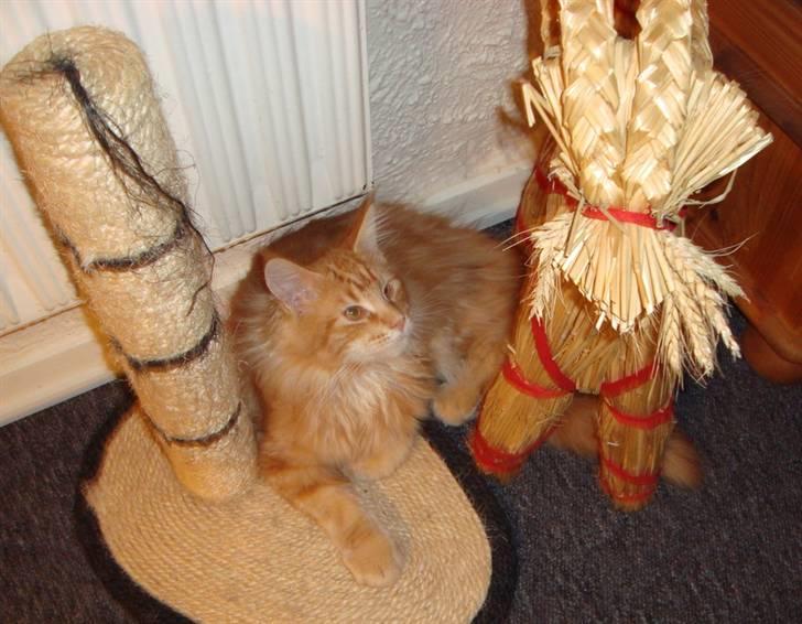 Maine Coon Lyngkattens Savage Island billede 9