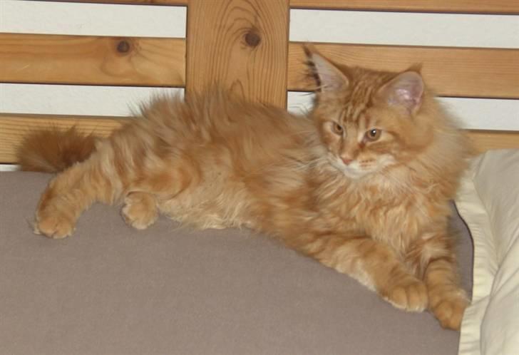 Maine Coon Lyngkattens Savage Island billede 10