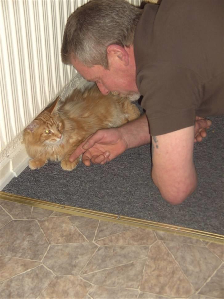 Maine Coon Lyngkattens Savage Island - Det er vist mere fars kat! billede 11