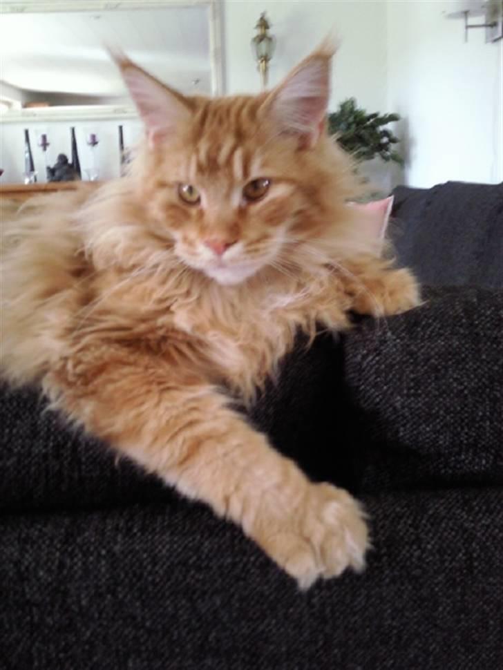 Maine Coon Lyngkattens Savage Island - Som brødre vi dele... billede 12