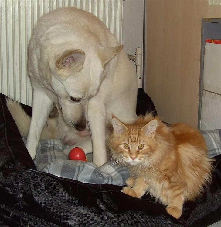 Maine Coon Lyngkattens Savage Island billede 13