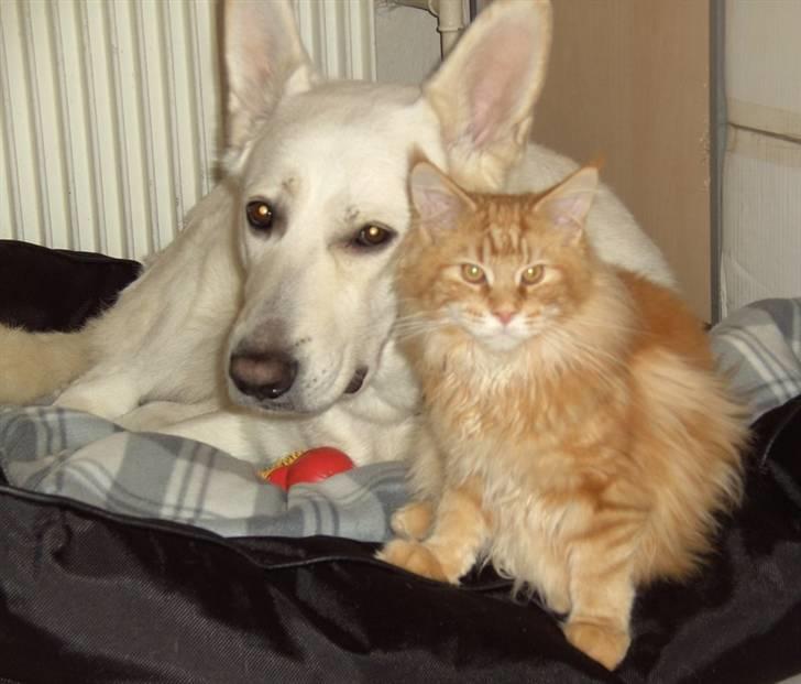 Maine Coon Lyngkattens Savage Island billede 14