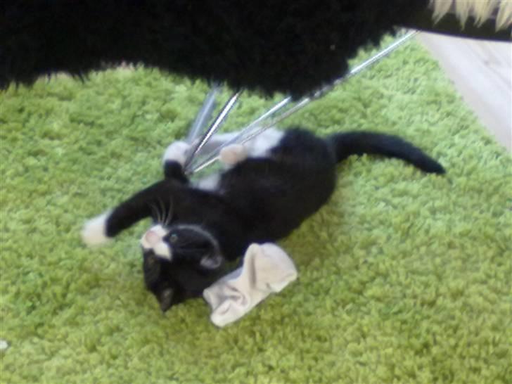 Huskat piv billede 1