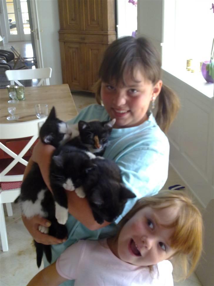 Huskat piv billede 2