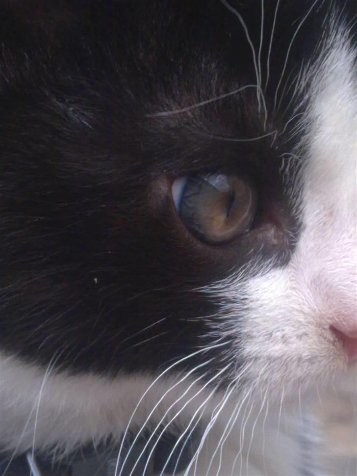 Huskat piv billede 3