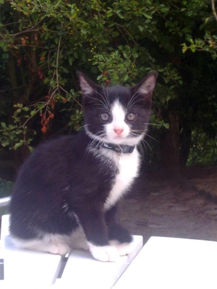 Huskat piv billede 4