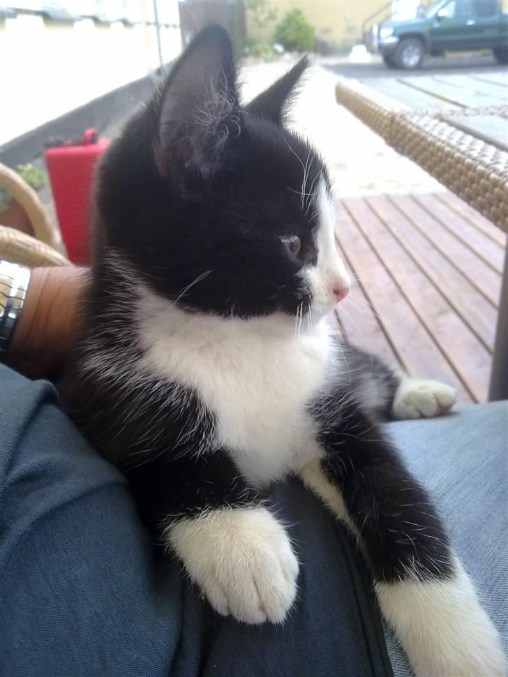 Huskat piv billede 5