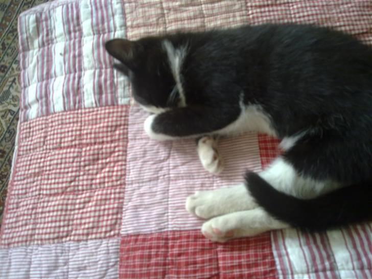 Huskat piv billede 6