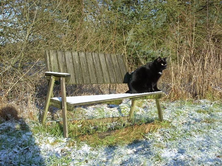 Huskat Mis - Død 1/8-12 billede 2