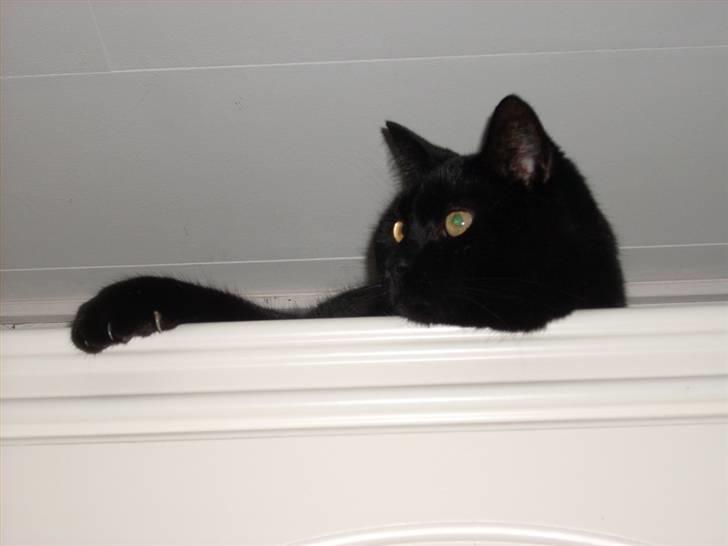 Huskat Mis - Død 1/8-12 billede 3