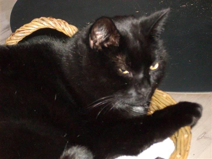 Huskat Mis - Død 1/8-12 billede 4