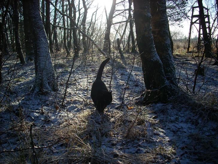 Huskat Mis - Død 1/8-12 billede 5