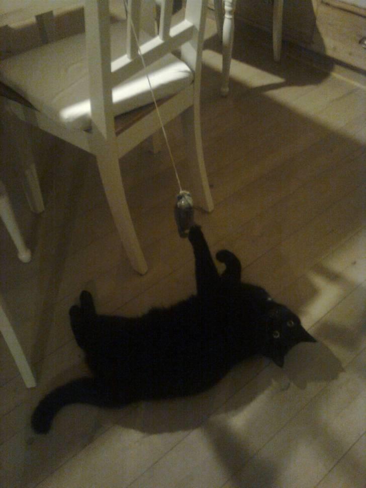 Huskat Mulle billede 1